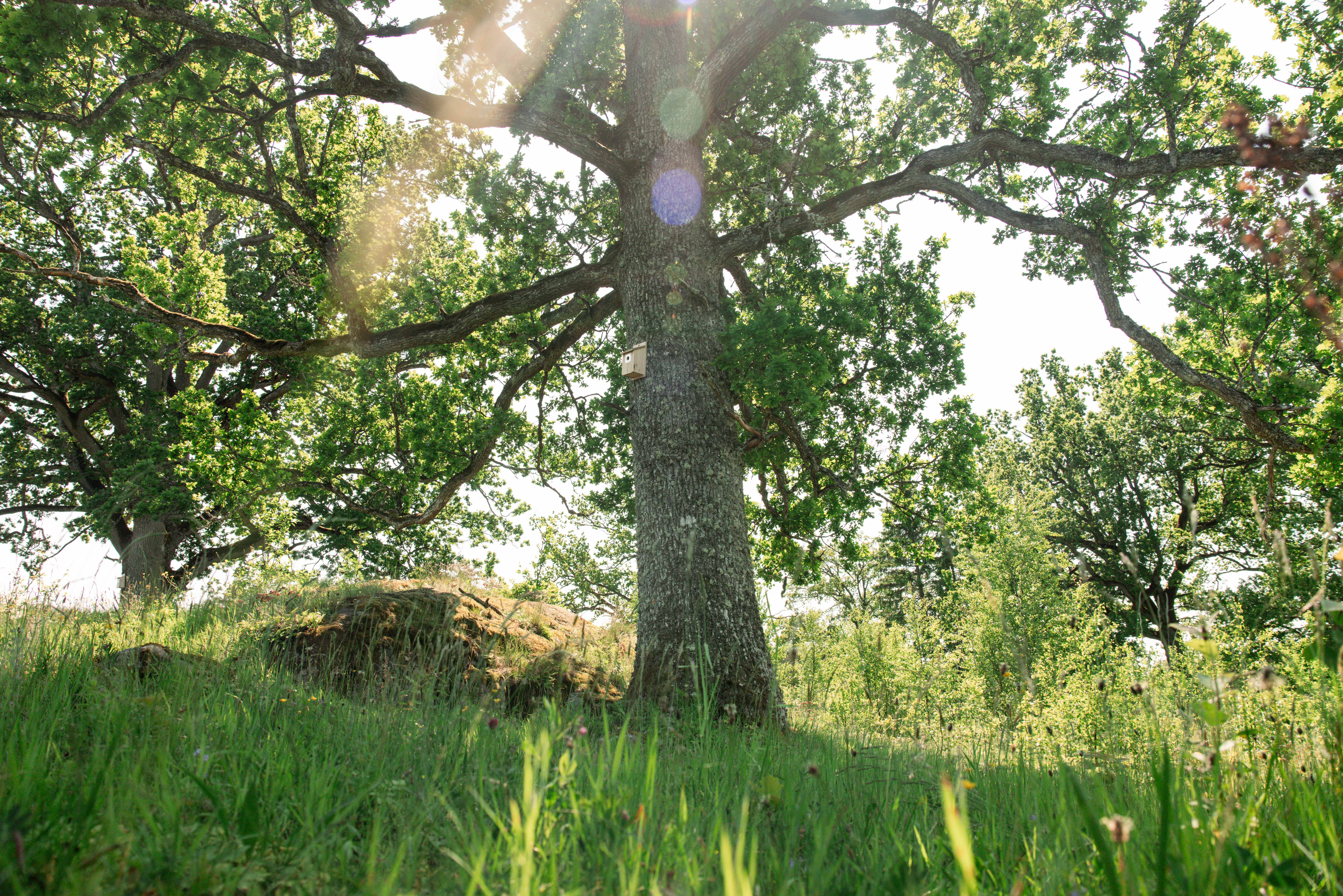 Before construction of the new factory began in 2020, several measures were taken to protect the ecological values of the surrounding area. 
